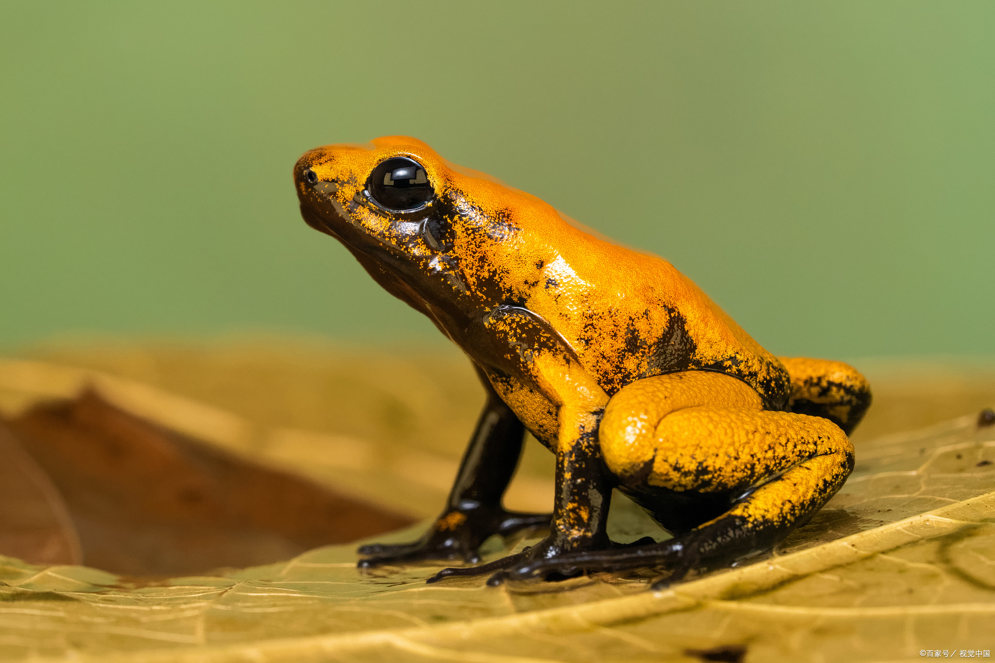 九游网页版入口-关于蟾?y]??的信息